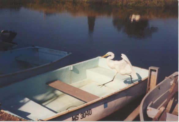 Osprey