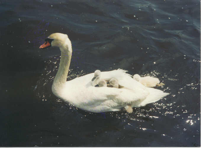 babies on mama 
swans back