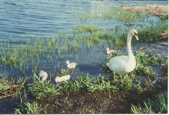 Mama 
Swan and Cygnets
