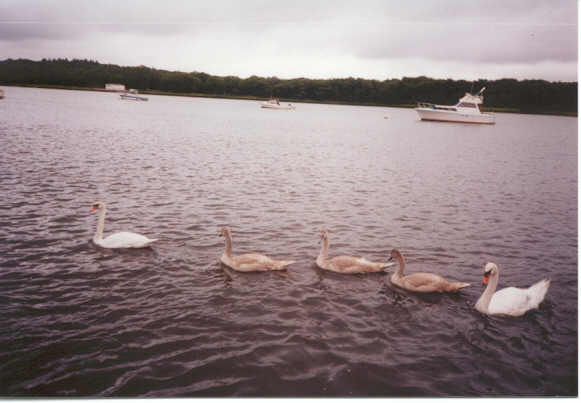 Swan Family