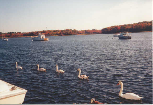 Swan Family