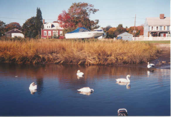 Swan Family