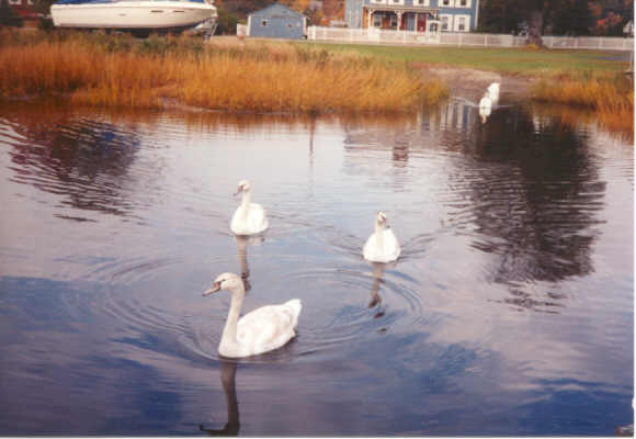 Swan Family