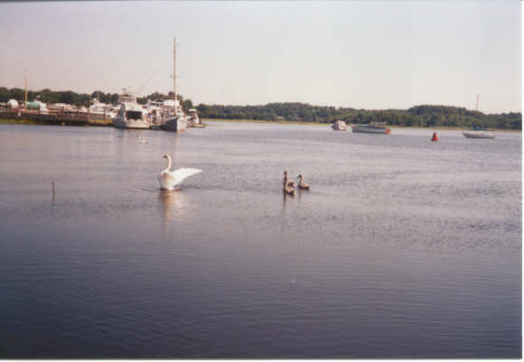 Swan Family