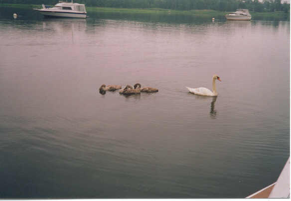 Swan Family