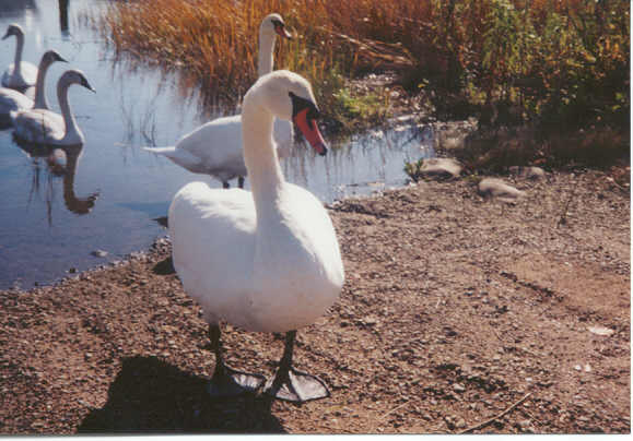 Swan Family