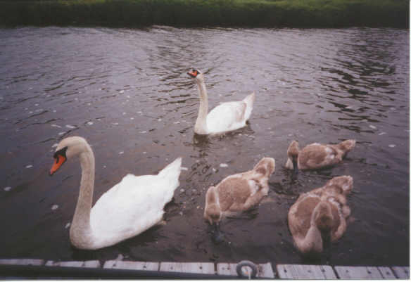 Swan Family