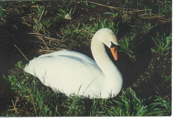 Mama 
Swan