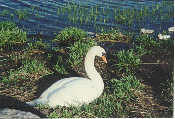 mama swan