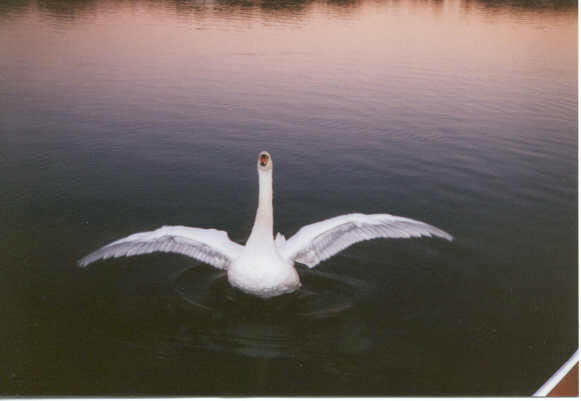 Papa Swan