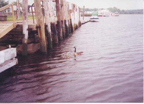 Geese and 
Swan Fight