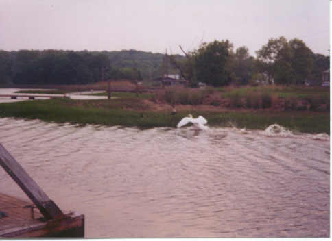 geese and 
swan fight