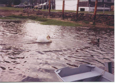 Geese and 
Swan Fight