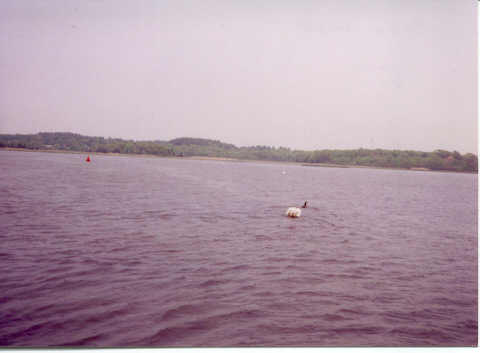 geese and 
swan fight